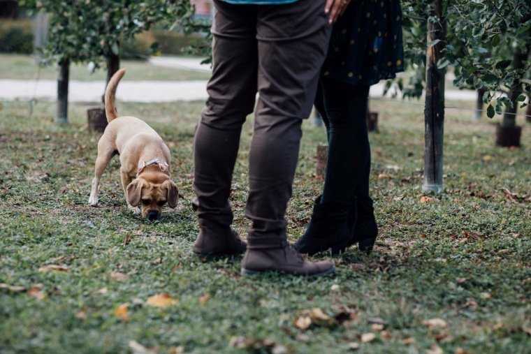Paarfotos-Verlobung-Engangement-Shooting-Heilbronn-Botanischer-Garten-009-Hund